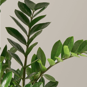 Замиокулькас